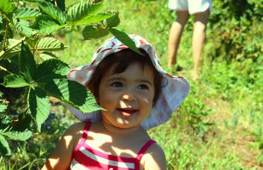 Berry picking